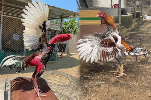 Tìm hiểu về cách đá gà tại Mỹ: Luật pháp, hình thức và thực tế hiện nay