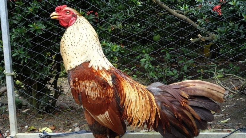 Tìm hiểu về cách đá gà tại Mỹ: Luật pháp, hình thức và thực tế hiện nay