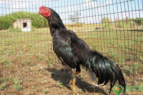 Gà Chọi Thổ Hà – Dòng Chiến Kê Lì Đòn Nổi Tiếng Xứ Kinh Bắc